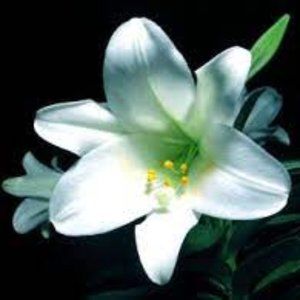 Meet your Posher, Allure